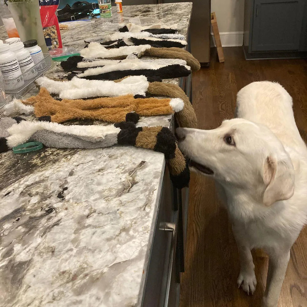 🦴 Stuffingless Squeaky Dog Toy – Crinkle & Chew Fun with No Fluff, No Mess