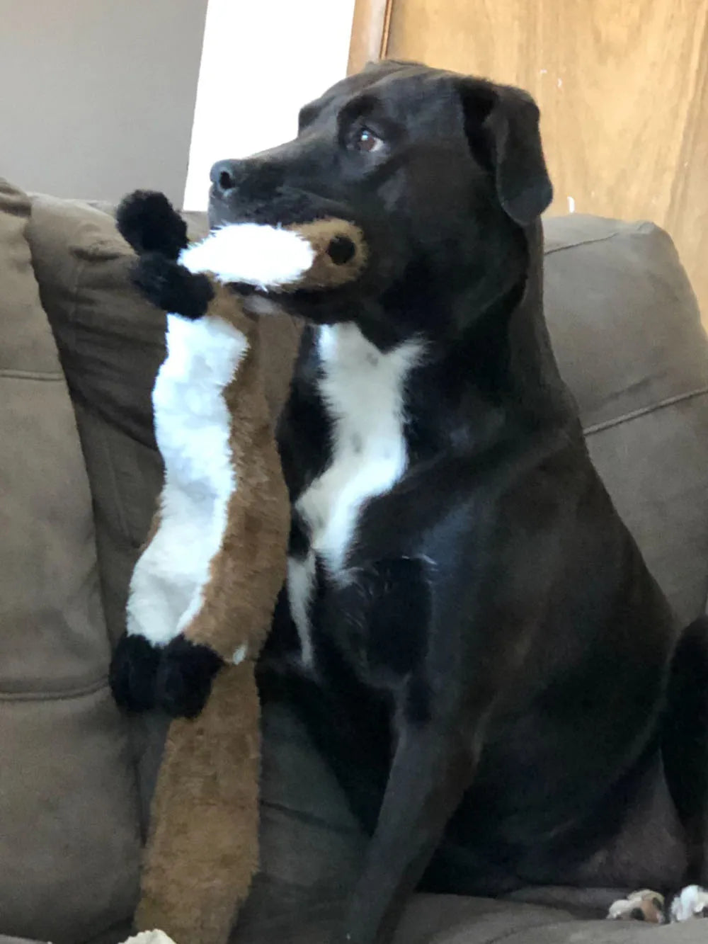 🦴 Stuffingless Squeaky Dog Toy – Crinkle & Chew Fun with No Fluff, No Mess